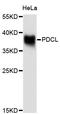 Phosducin-like protein antibody, STJ24928, St John
