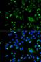 BCL10 Immune Signaling Adaptor antibody, orb136614, Biorbyt, Immunofluorescence image 