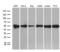 BAG family molecular chaperone regulator 5 antibody, MA5-27338, Invitrogen Antibodies, Western Blot image 