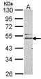 Reticulon 4 Receptor antibody, NBP2-15043, Novus Biologicals, Western Blot image 