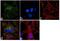 Cystine/glutamate transporter antibody, 711589, Invitrogen Antibodies, Immunofluorescence image 