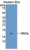 Protein chibby homolog 1 antibody, LS-C374438, Lifespan Biosciences, Western Blot image 