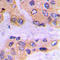SMAD Family Member 3 antibody, LS-C368536, Lifespan Biosciences, Immunohistochemistry frozen image 