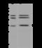 E2F Transcription Factor 6 antibody, 310180-T32, Sino Biological, Western Blot image 