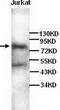 MICAL Like 2 antibody, TA310117, Origene, Western Blot image 