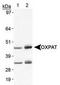 Perilipin 5 antibody, TA309808, Origene, Western Blot image 