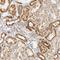 Ring Finger And CCCH-Type Domains 1 antibody, HPA027434, Atlas Antibodies, Immunohistochemistry frozen image 