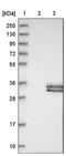 BMP and activin membrane-bound inhibitor homolog antibody, PA5-52755, Invitrogen Antibodies, Western Blot image 