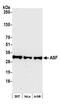 Serine And Arginine Rich Splicing Factor 1 antibody, A302-052A, Bethyl Labs, Western Blot image 