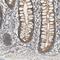 Membrane Bound Transcription Factor Peptidase, Site 2 antibody, HPA005494, Atlas Antibodies, Immunohistochemistry frozen image 