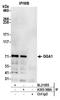 Golgi Associated, Gamma Adaptin Ear Containing, ARF Binding Protein 1 antibody, A305-368A, Bethyl Labs, Immunoprecipitation image 