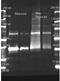 Urate oxidase antibody, orb344174, Biorbyt, Western Blot image 