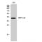 Mitochondrial Ribosomal Protein L39 antibody, LS-C384640, Lifespan Biosciences, Western Blot image 