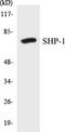 Protein Tyrosine Phosphatase Non-Receptor Type 6 antibody, EKC1521, Boster Biological Technology, Western Blot image 