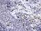 HLE antibody, PB10058, Boster Biological Technology, Immunohistochemistry frozen image 
