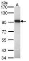 Dual Specificity Phosphatase 16 antibody, NBP1-33747, Novus Biologicals, Western Blot image 