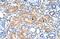 Phosphodiesterase 9A antibody, ARP45760_P050, Aviva Systems Biology, Immunohistochemistry frozen image 