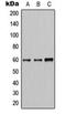 Akt antibody, orb224168, Biorbyt, Western Blot image 