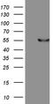Fc Receptor Like B antibody, TA809251, Origene, Western Blot image 