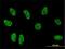 TSC22 Domain Family Member 3 antibody, H00001831-M01, Novus Biologicals, Immunocytochemistry image 