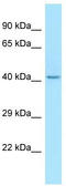 Lipase Family Member K antibody, TA334116, Origene, Western Blot image 