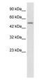 Zinc Finger Protein 683 antibody, PA1-30046, Invitrogen Antibodies, Western Blot image 