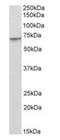 PR domain zinc finger protein 14 antibody, orb12276, Biorbyt, Western Blot image 