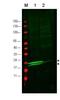 20 kDa myosin light chain antibody, orb345554, Biorbyt, Western Blot image 