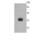 Sarcoglycan Delta antibody, A05297-1, Boster Biological Technology, Western Blot image 