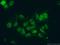 RNA Binding Motif Protein 39 antibody, 21339-1-AP, Proteintech Group, Immunofluorescence image 