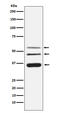 Legumain antibody, M06476, Boster Biological Technology, Western Blot image 