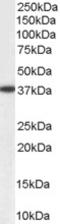 Aldehyde reductase antibody, EB05538, Everest Biotech, Western Blot image 