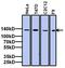 TATA-Box Binding Protein Associated Factor 4 antibody, MA3-075, Invitrogen Antibodies, Western Blot image 