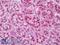 Striatin-3 antibody, LS-B6859, Lifespan Biosciences, Immunohistochemistry paraffin image 