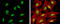 Cohesin subunit SA-2 antibody, GTX130299, GeneTex, Immunofluorescence image 