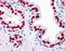 Forkhead Box A1 antibody, 51-470, ProSci, Immunohistochemistry paraffin image 
