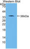Protein Wnt-10b antibody, LS-C315040, Lifespan Biosciences, Western Blot image 