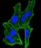 Plasma membrane calcium-transporting ATPase 3 antibody, M05418, Boster Biological Technology, Immunofluorescence image 