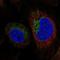 MIMP antibody, NBP1-89482, Novus Biologicals, Immunofluorescence image 