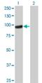 Protocadherin Gamma Subfamily A, 5 antibody, H00056110-M01, Novus Biologicals, Western Blot image 