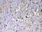 Stromelysin-2 antibody, PA5-79677, Invitrogen Antibodies, Immunohistochemistry paraffin image 