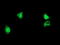 ALG2 Alpha-1,3/1,6-Mannosyltransferase antibody, LS-C173701, Lifespan Biosciences, Immunofluorescence image 