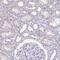 Charged Multivesicular Body Protein 5 antibody, HPA042883, Atlas Antibodies, Immunohistochemistry frozen image 