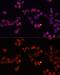 ADP/ATP translocase 1 antibody, GTX54715, GeneTex, Immunofluorescence image 