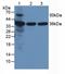 Annexin A5 antibody, LS-C297779, Lifespan Biosciences, Western Blot image 