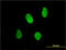 X-Ray Repair Cross Complementing 6 antibody, LS-B5387, Lifespan Biosciences, Immunofluorescence image 