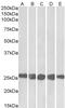 Serrate, RNA Effector Molecule antibody, 43-680, ProSci, Immunohistochemistry frozen image 