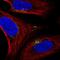 Spermatogenesis Associated 25 antibody, NBP2-58954, Novus Biologicals, Immunofluorescence image 