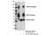 CUB domain-containing protein 1 antibody, 13794S, Cell Signaling Technology, Immunoprecipitation image 