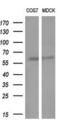 Glucosylceramidase Beta 3 (Gene/Pseudogene) antibody, MA5-25446, Invitrogen Antibodies, Western Blot image 